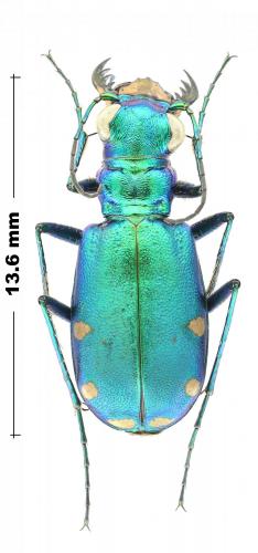 Réf. 244 677 : Cicindela sexguttata
